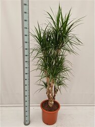 Растение Драцена маргината вертакт D27 H120 см