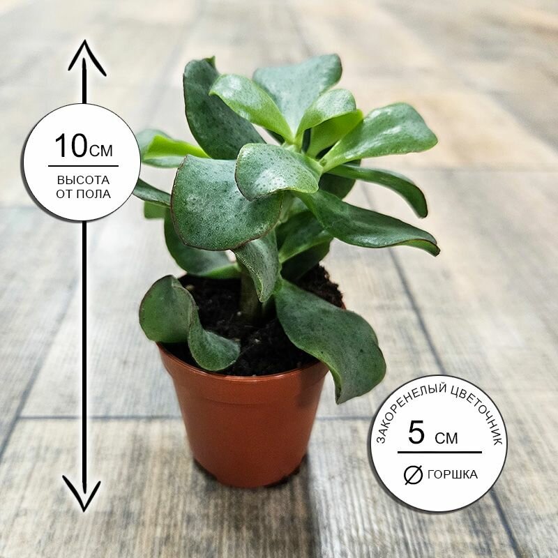 Суккулент Крассула Обликва 5*10 живое комнатное растение в горшке