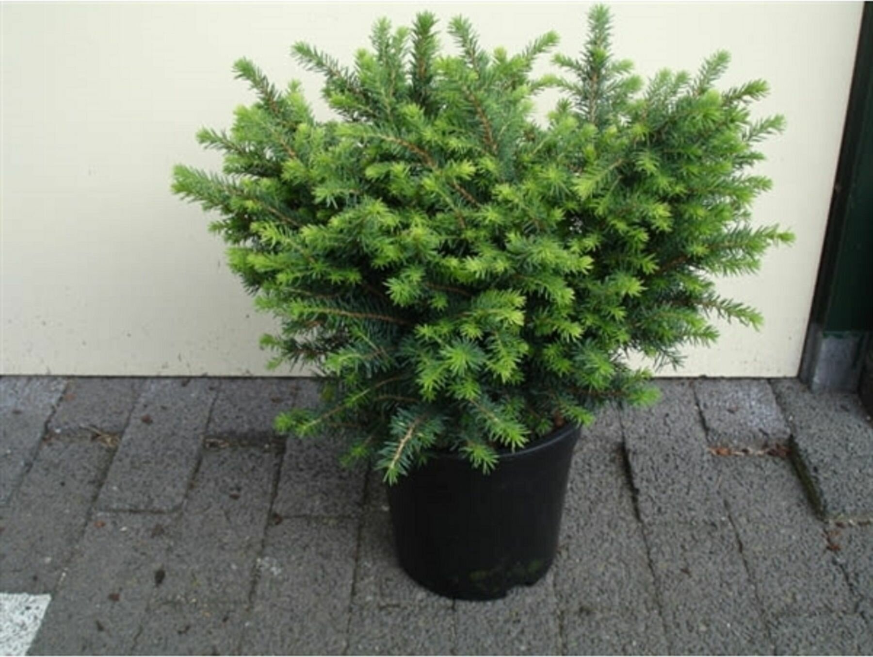 Растение Ель сербская карел 883851 C5 H30-40