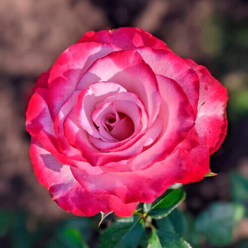 Саженец розы спрей Перпл Иришка (многоцветковая)
