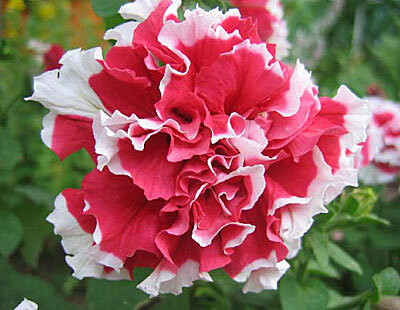 Цветок Петуния Пируэтт ред (махровая крупноцветковая) 10 шт.