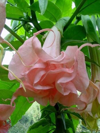 Бругмансия или Труба ангела Brugmansia Dalens Pink Amour (1 упаковка (семена))