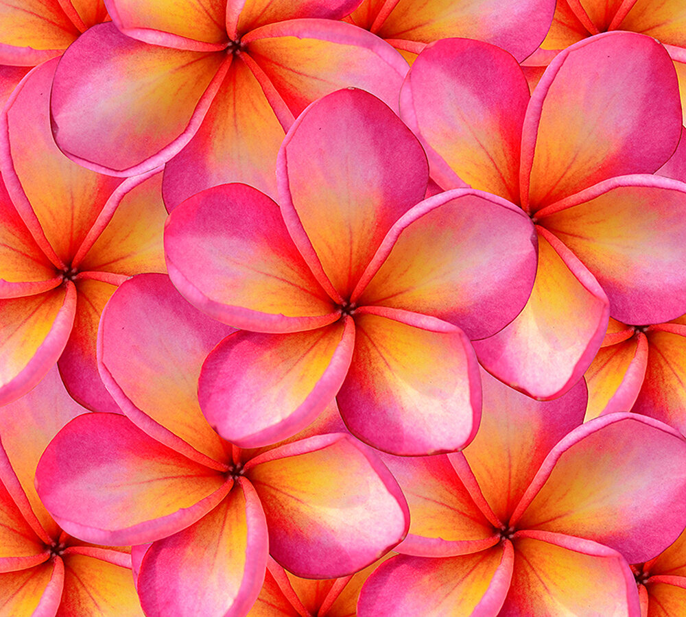 фото Фотообои Divino Decor "Франжипани" С-154(Б-154) 300*270 фактура холст