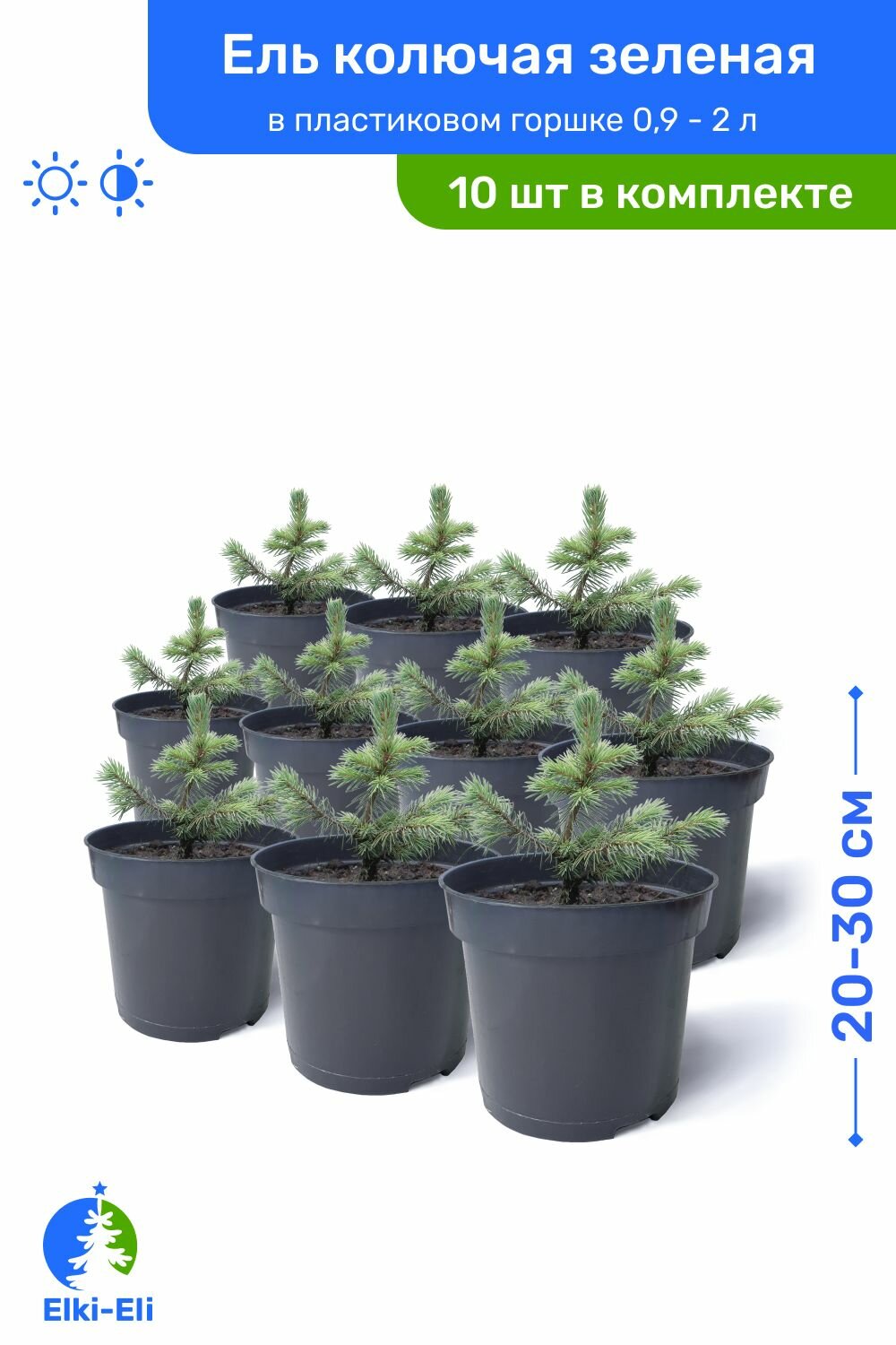 Ель колючая зелёная 20-30 см в пластиковом горшке 09-2 л саженец хвойное живое растение комплект из 10 шт