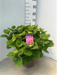 Растение Гортензия крупнолист ая розовая с2 H15-20 см