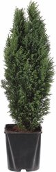 Растение Кипарисовик лавсона элвуди 881840 С2 H30-40