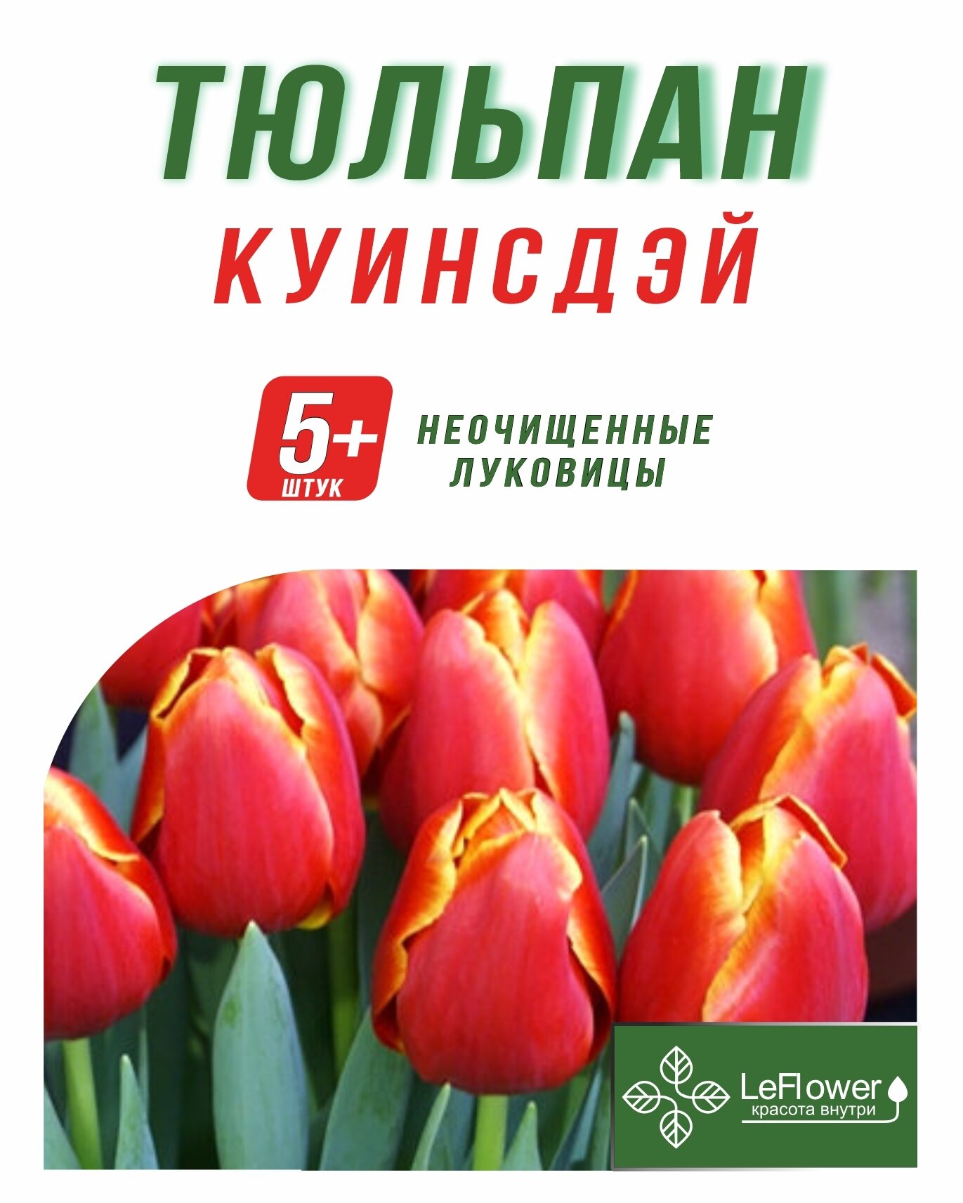 Тюльпан Луковица Куинсдэй 5+ шт