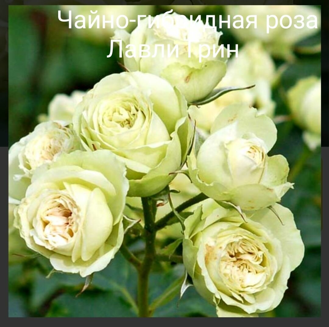 Роза флорибунда Лавли Грин (Lovely Green)