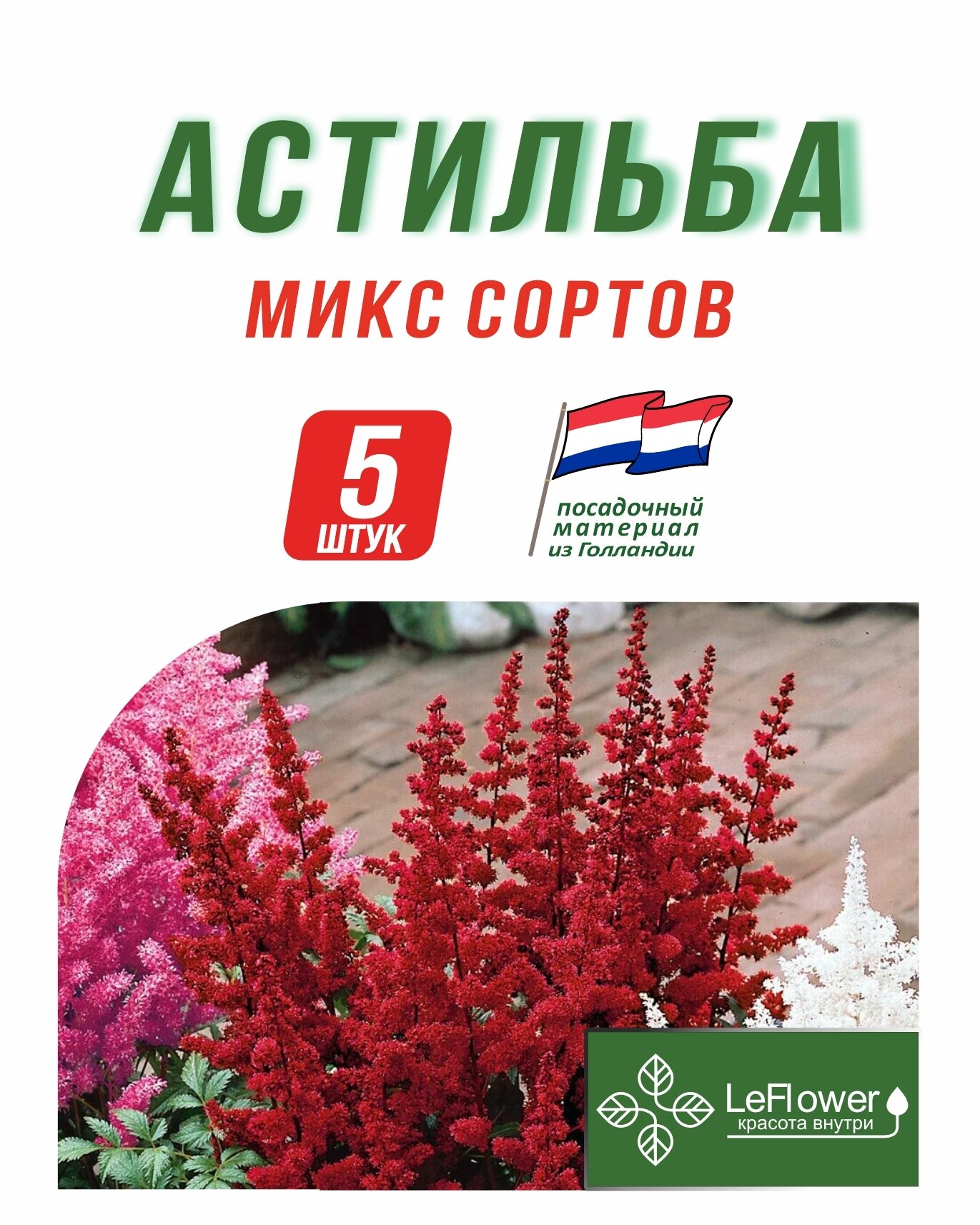 Корневище Астильба микс сортов 5шт