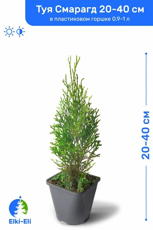 Туя западная Смарагд 20-40 см в пластиковом горшке 09-2 л саженец хвойное живое растение