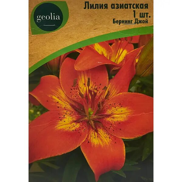 Лилия Geolia азиатская Бернинг Джой