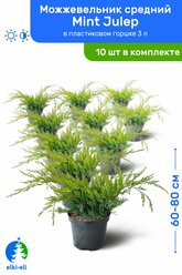 Можжевельник средний Mint Julep (Минт Джулеп) 60-80 см в пластиковом горшке 3 л, саженец, хвойное живое растение, комплект из 10 шт