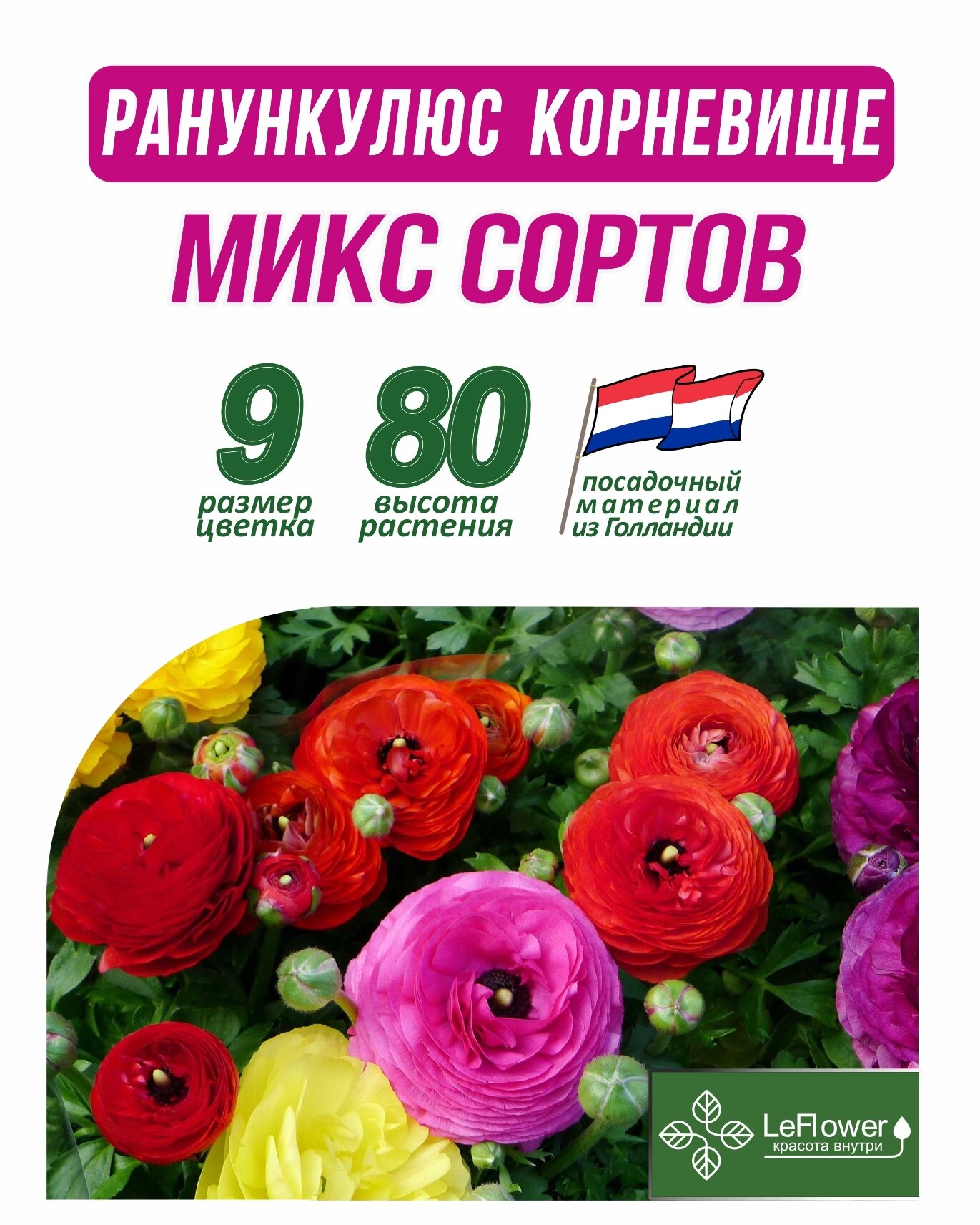 Корневище Ранункулюс микс сортов 10 шт