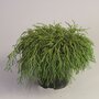 Растение Кипарисовик филифера нана 882007 С2 H20-25