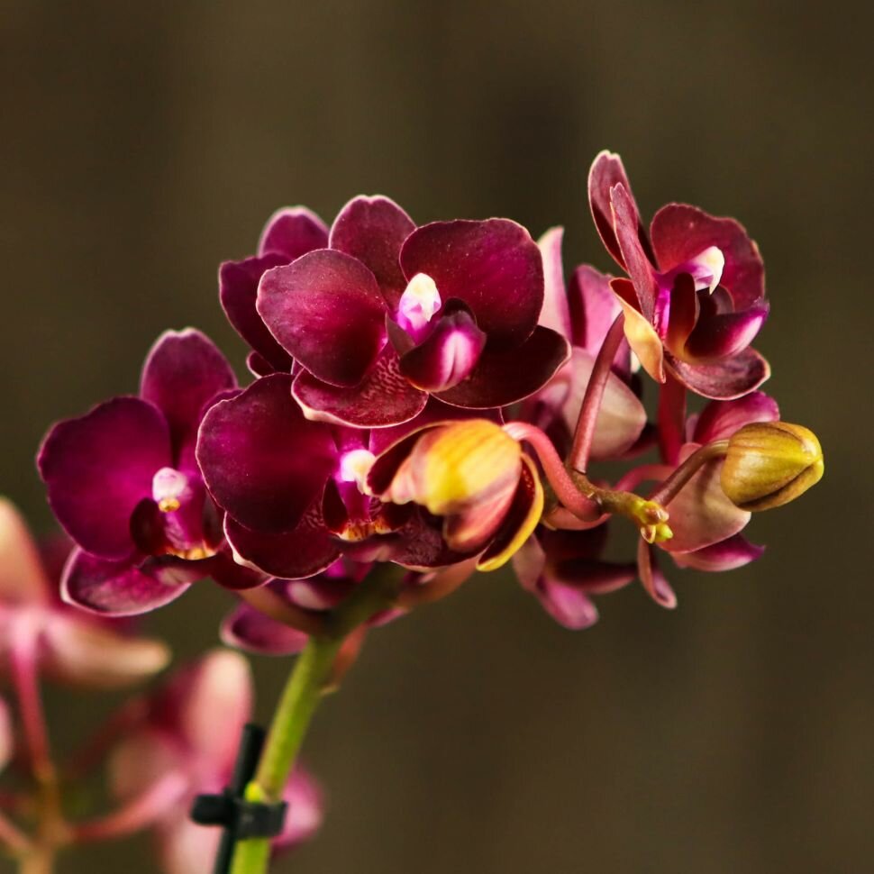 Орхидея Фаленопсис мини темно-бордовая D7