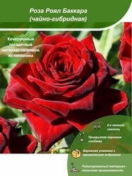 Роза Роял Баккара / Посадочный материал напрямую из питомника для вашего сада, огорода / Надежная и бережная упаковка