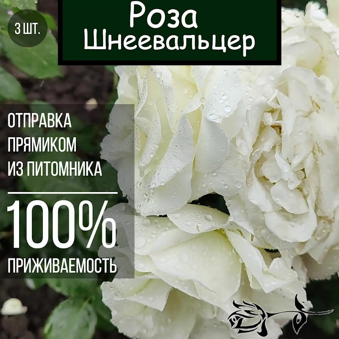 Саженец розы Шнеевальцер 3 шт./ Плетистая роза