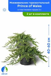 Можжевельник горизонтальный Prince of Wales (Принц Уэльский) 40-60 см в пластиковом горшке 3 л, саженец, живое хвойное растение, комплект из 2 шт