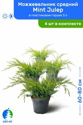 Можжевельник средний Mint Julep (Минт Джулеп) 60-80 см в пластиковом горшке 3 л, саженец, хвойное живое растение, комплект из 4 шт