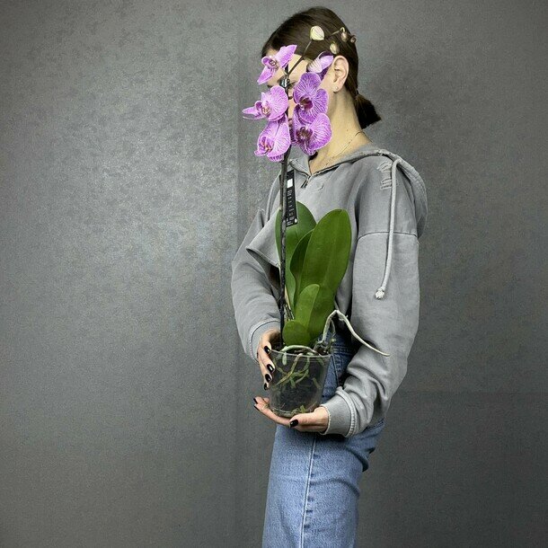 Орхидея фаленопсис, комнатное растение живое, цветок в горшке, высота 40-50 см, дм 12 Flawery
