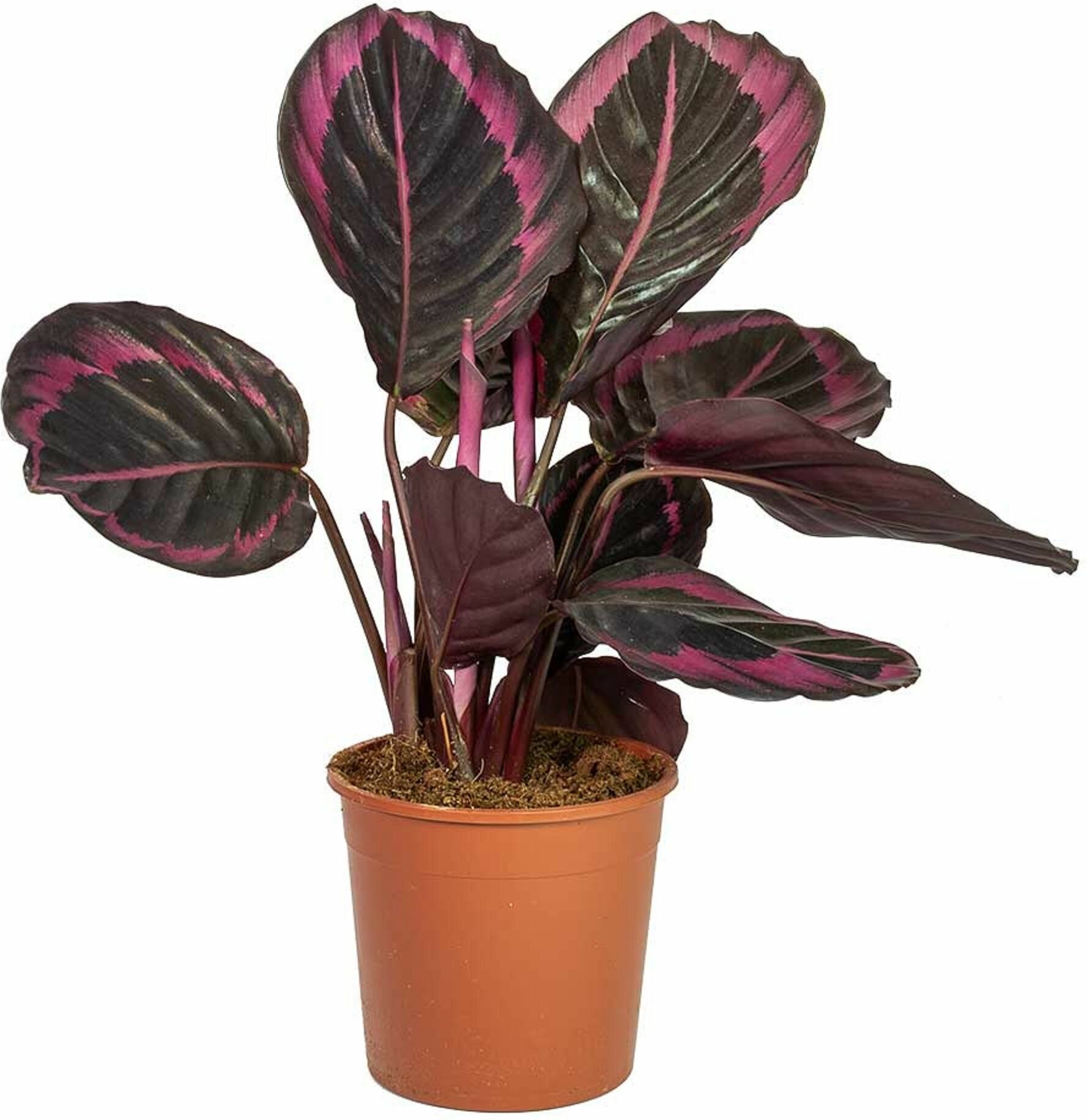 Растение Калатея розеопикта D14 см H50 см