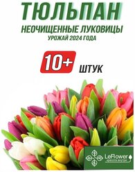 Тюльпан Луковицы неочищенные, Микс сортов, 10шт+