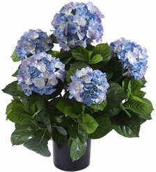 Растение Гортензия крупнолист ая голубая с2 H15-20 см