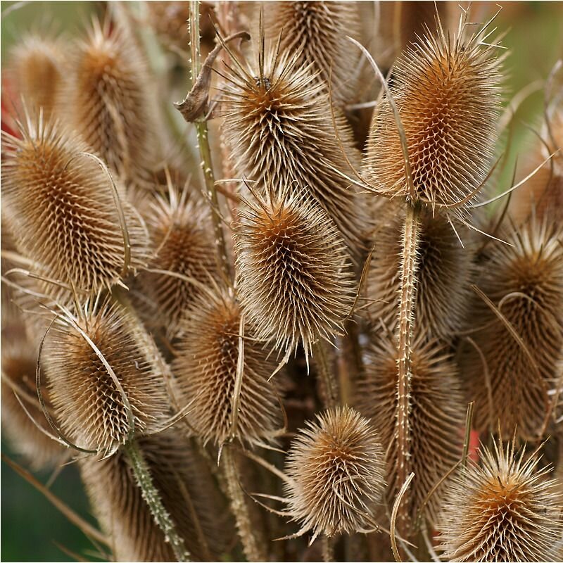 Ворсянка волосистая (лат. Dipsacus pilosus) семена 50 шт + подарочек