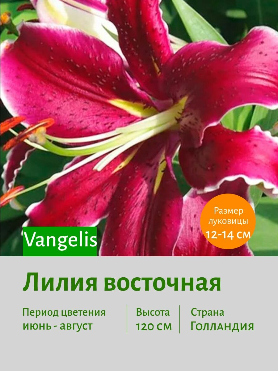 Лилия восточная Вангелис (Vangelis) луковицы 1 шт - фотография № 1