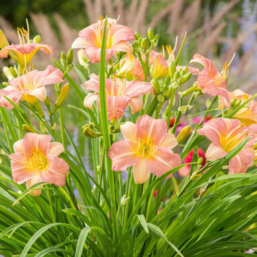 Лилейник Эври Дэйлили Бронз (1 корневище). Holland Bulbs (Голландия)