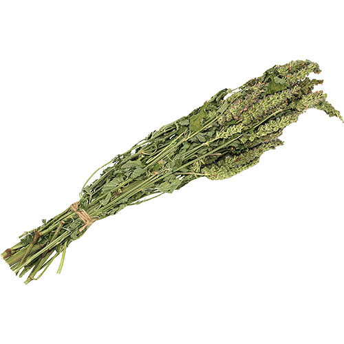 фото Веник травяной из лофанта анисового