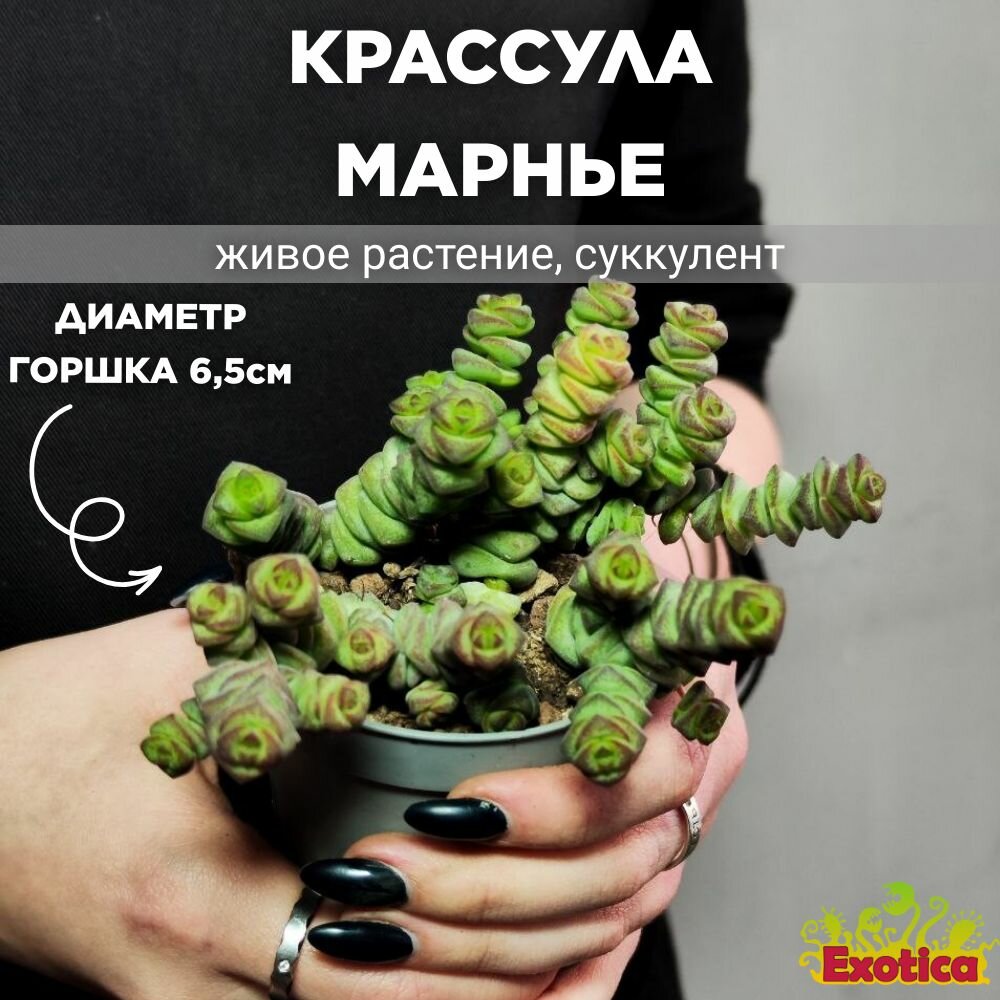 Крассула Марнье (Crassula Marnieriana) D65см