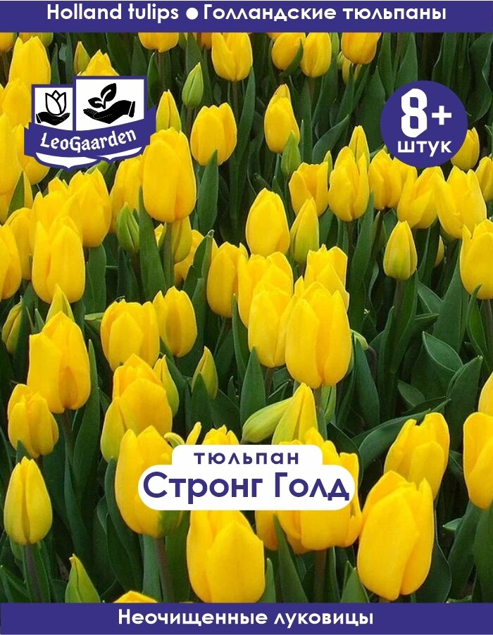 Тюльпан Луковица Стронг Голд 8+ шт