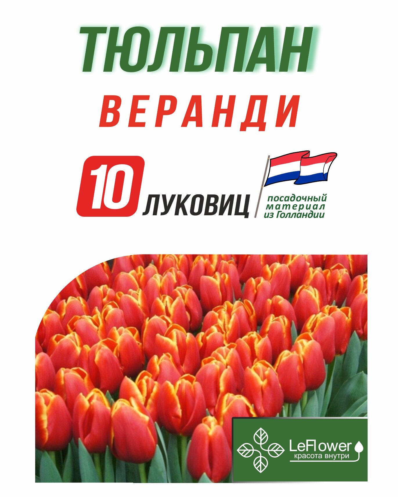 Тюльпан Луковица Веранди 10шт