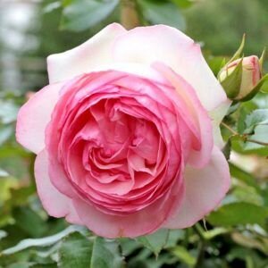 Роза плетистая Pierre de Ronsard (Пьер де Ронсар)
