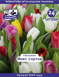 Тюльпан Луковица, Микс сортов, 24шт