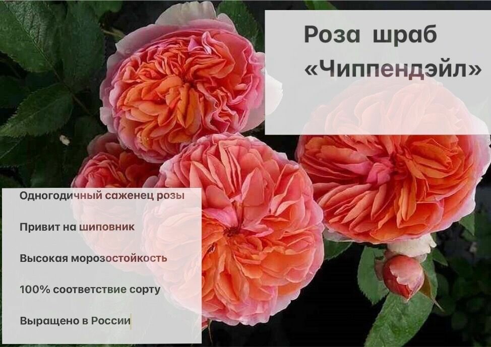 Роза Чиппендэйл саженец