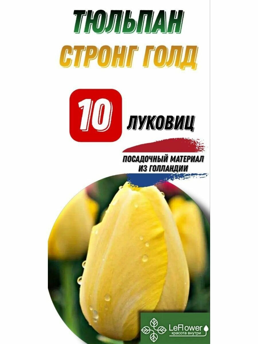 Тюльпан Луковица Стронг Голд 10шт