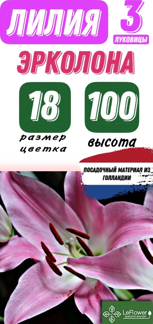 Лилия Луковица Эрколона ЛА-гибрид разбор 22/24 3 шт (LeFlower)