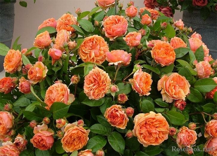 Роза Кустовая Chippendale Саженцы С3 (3 литра) ЗКС - Кустарники лиственные
