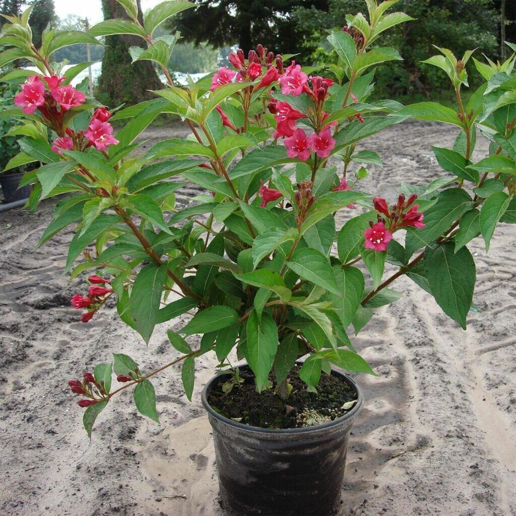 Вейгела цветущая гибридная Бристоль Руби (Weigela hybrida Bristol Ruby) саженцы