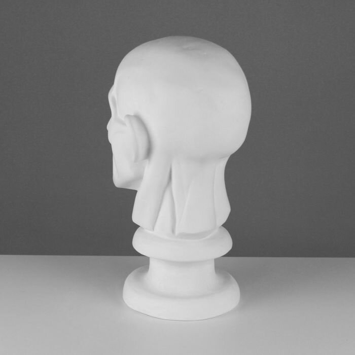 Мастерская Экорше Гипсовая фигура анатомическая: Голова по Гудону, 22 х 22 х 48 см - фотография № 3