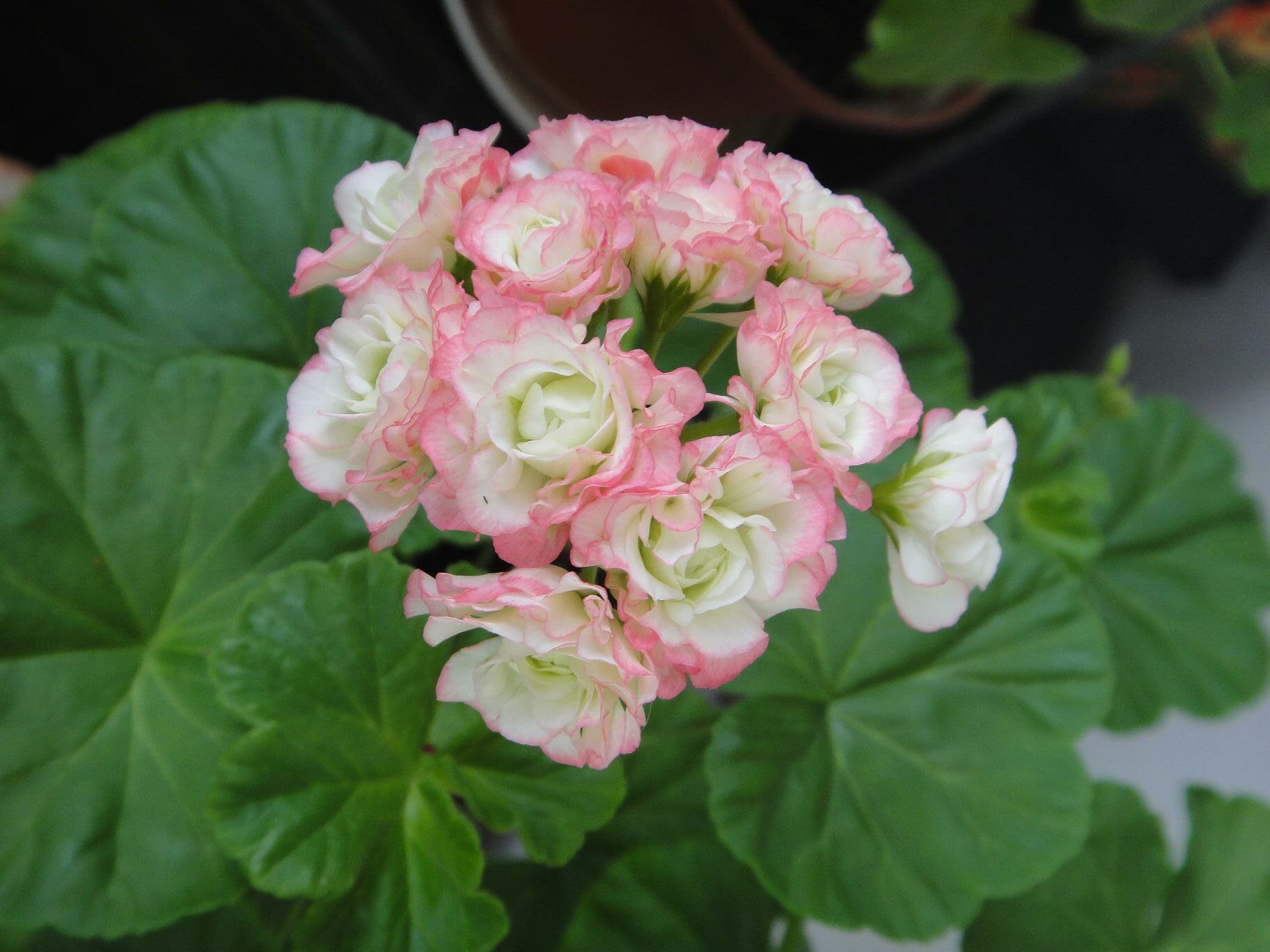 Семена Пеларгония розебудная зональная Эппл Блоссом Розебуд 4 шт