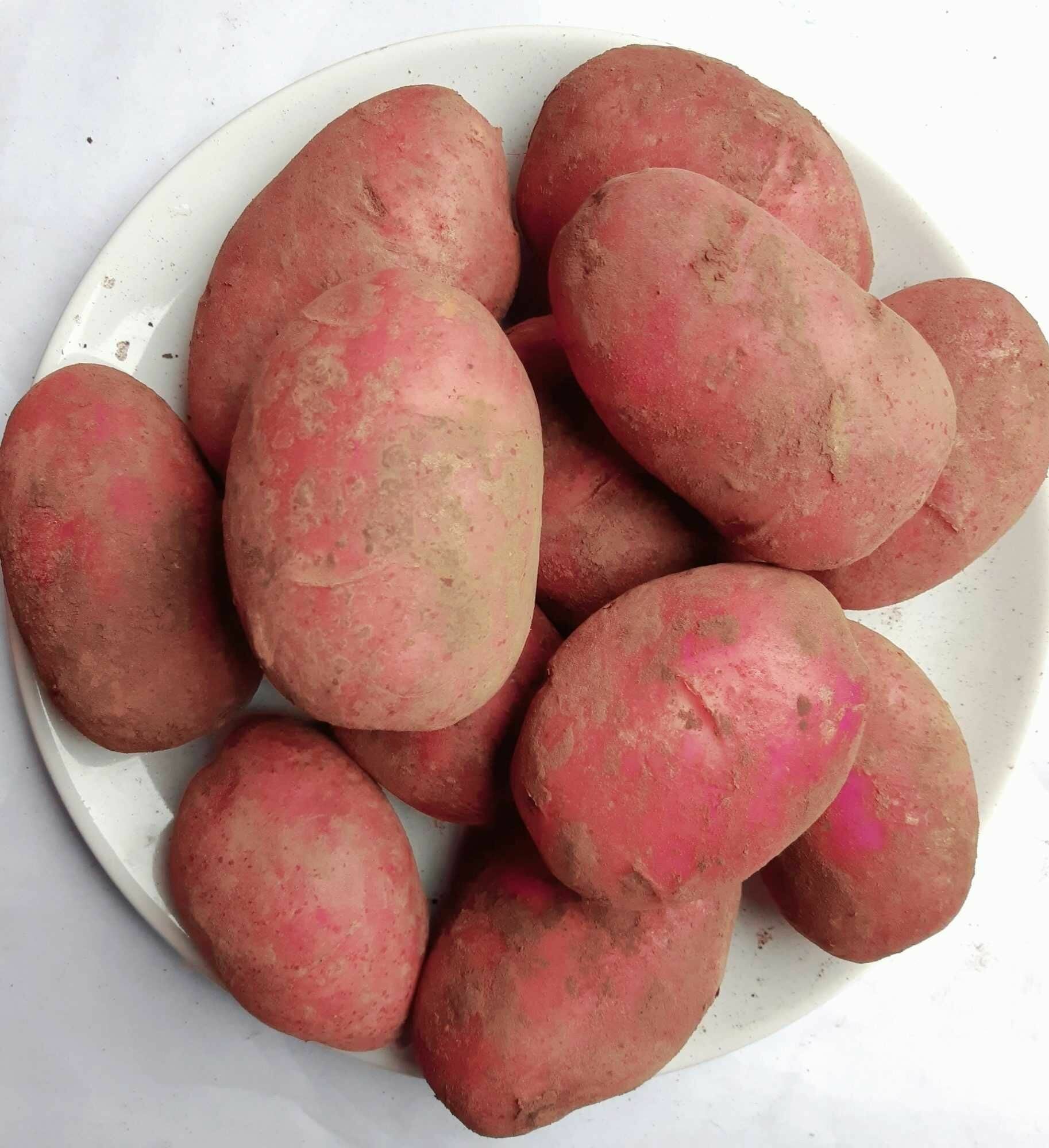 Семенной селекционный картофель родриго Суперэлита 5 кг - фотография № 5