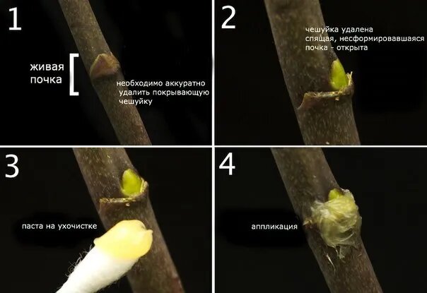 "Цитокининовая паста, для орхидей 1,5мл + для всех растений 1,5мл" - фотография № 2