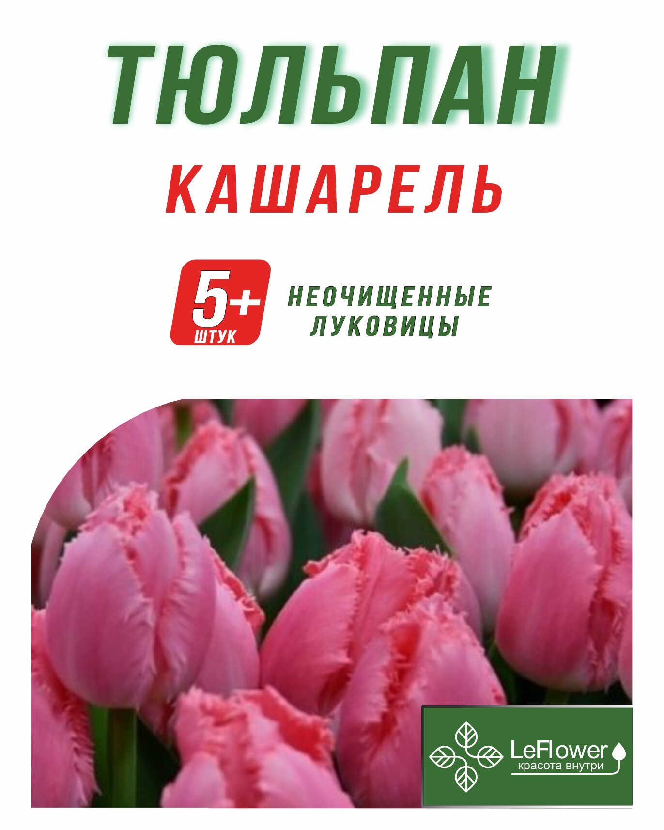Тюльпан Луковица, Кашарель, 5+ шт