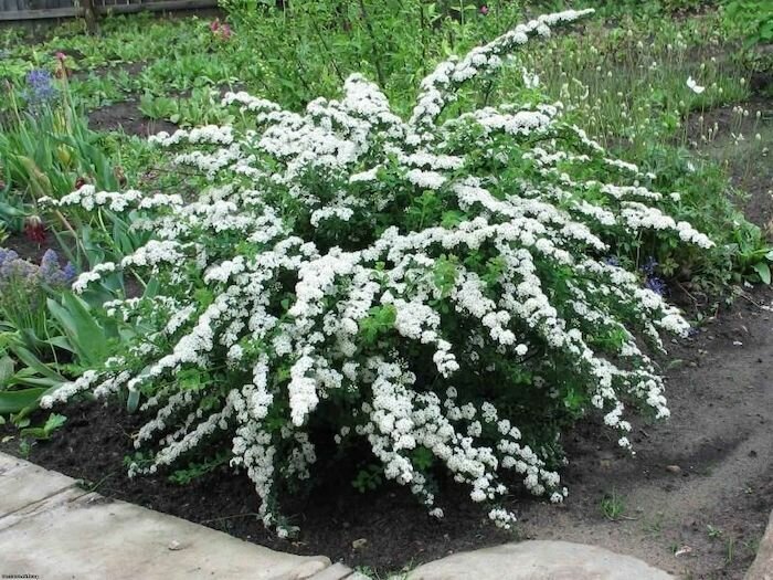 Спирея ниппонская Сноумаунд Spiraea nipponica Snowmound