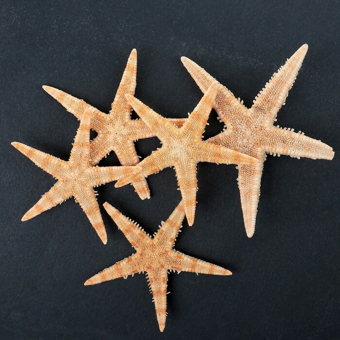 Пижон Аква Набор из 5 морских звезд, размер каждой 3-5 см