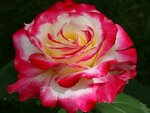 Роза Чайно-гибридная Дабл Делайт (Rose hybrid tea) Саженец/30-40 см./2 года/3л/Закрытая (ЗКС) - изображение