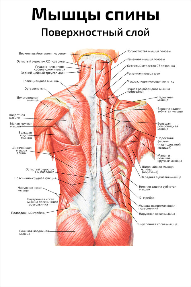 Плакат Квинг Мышцы спины, поверхностный слой ламинированный 457×610 мм ≈ (А2)